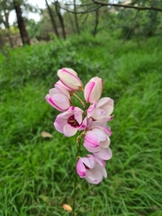 Ixia polystachya