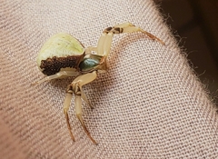 Misumenoides