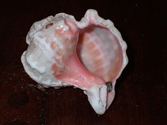 Phyllonotus erythrostomus