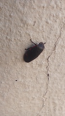 Prosapia ignifera