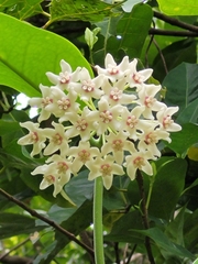 Hoya