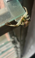 Misumenoides
