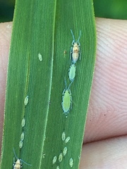 Thripsaphis foxtonensis