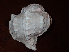 Phyllonotus erythrostomus