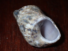 Turritella
