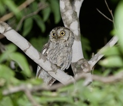 Megascops kennicottii