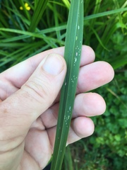 Thripsaphis foxtonensis