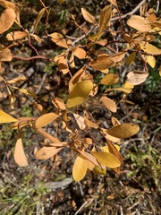 Salix scouleriana