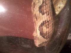 Bothrops jararaca