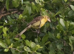 Pheucticus chrysopeplus