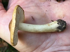 Tricholoma subsejunctum