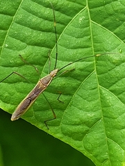 Leptocorisini