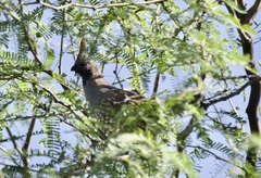 Callipepla douglasii