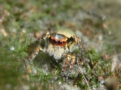 Carrhotus xanthogramma