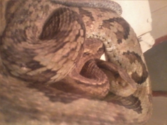 Bothrops jararaca