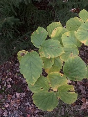 Hamamelis
