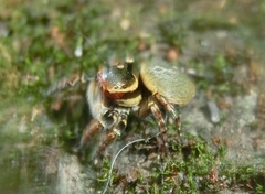 Carrhotus xanthogramma