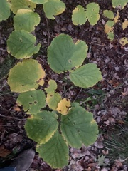 Hamamelis