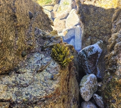 Mazzaella laminarioides