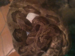 Bothrops jararaca