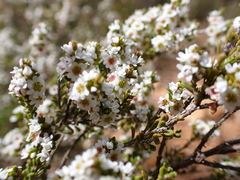 Chamelaucium megalopetalum