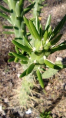 Austrocylindropuntia