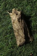 Lithophane ornitopus