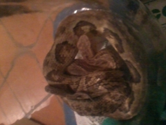 Bothrops jararaca