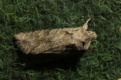 Lithophane ornitopus