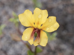 Goodenia trinervis