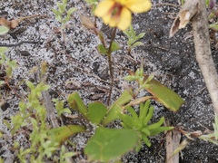 Goodenia trinervis