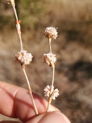 Eriogonum roseum