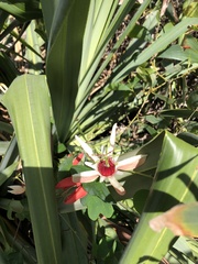 Passiflora aurantia