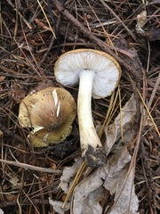 Tricholoma subsejunctum