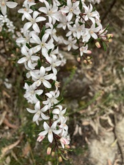 Philotheca hispidula