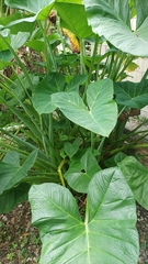 Xanthosoma