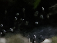 Henningsomyces candidus