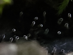 Henningsomyces candidus