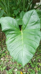 Xanthosoma