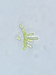 Chaetophoraceae