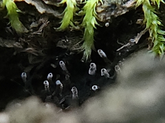 Henningsomyces candidus