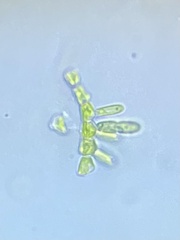 Chaetophoraceae
