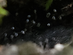 Henningsomyces candidus