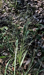 Eragrostis intermedia