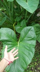 Xanthosoma