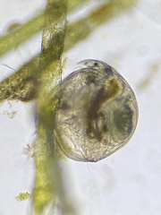 Chydorus