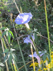 Ipomoea lindheimeri