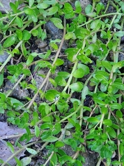 Bacopa monnieri