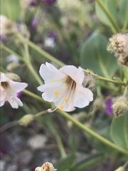 Mirabilis