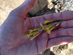 Ericameria nauseosa speciosa